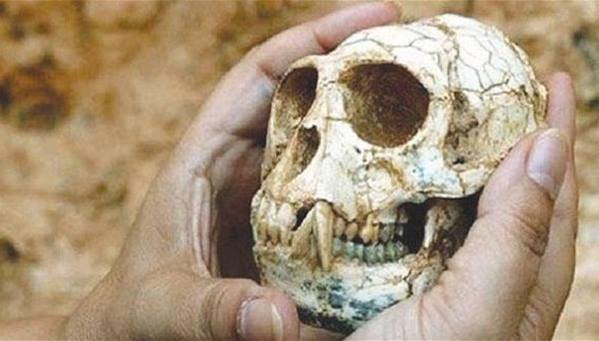 أبوظبي: اكتشاف حفريات قرد تعود لـ8 ملايين عام