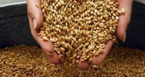 توقعات بارتفاع واردات القمح في السعودية إلى 2.7 مليون طن هذا العام