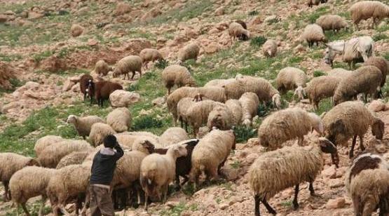 الاحتلال يعتقل راعي أغنام في الخليل 