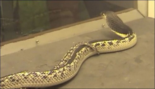  الأفعى مقطوعة الرأس تقتل رجلا 