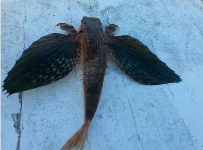 اصطياد سمكة على شكل فراشة في بحر صور جنوبي لبنان