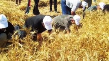 مطالبات بإنشاء صندوق لتعويض المزارعين بغزة عن الكوارث الطبيعية