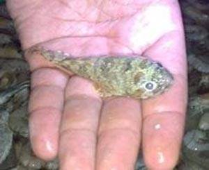 أطباء يتمكنون من استخراج سمكة صغيرة من رئة طفل...!!