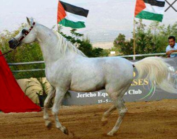 انطلاق بطولة فلسطين الدولية الأولى لجمال الخيول العربية
