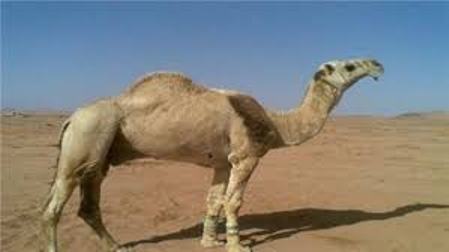 جمل يدهس شخصين حتى الموت فى ولاية تكساس الأمريكية