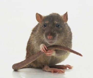 الفئران والجرذان تخاف الرجال أكثر من النساء