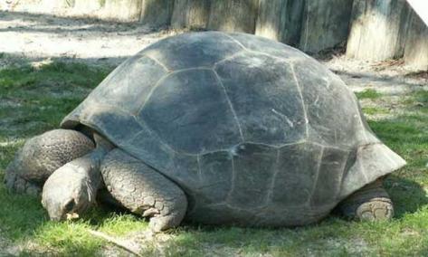 إحباط محاولة تهريب لل 2000 سلحفاة حية 