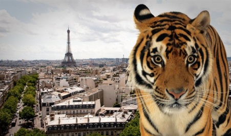 نمر طليق في شوارع باريس