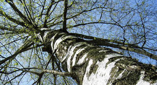 حفاظا على البيئة.. عقد قرانه على 