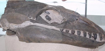 علماء يتعرفون على كائن بحري يعود إلى 520 مليون عام  