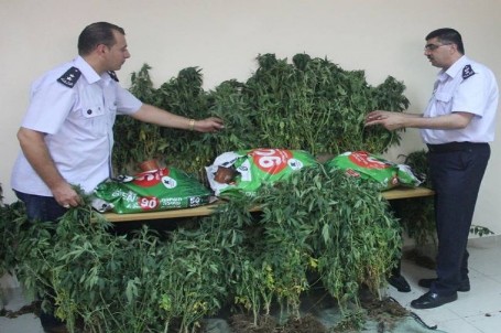 ضبط أشتال من المارغوانا غرب رام الله