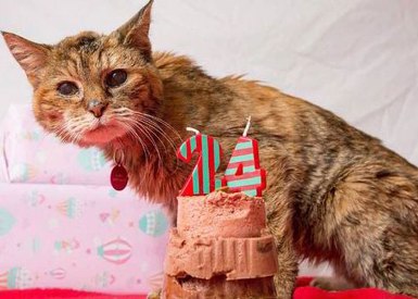 بوبي.. معمرة القطط  تدخل موسوعة غينيس 