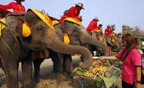 وليمة ضخمة من الفواكه للفيلة في تايلاند  