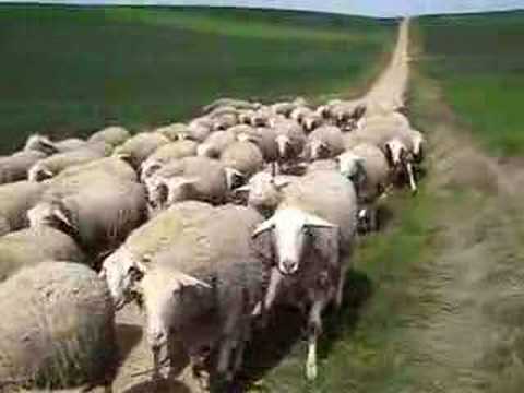 قطيع من الأغنام يتناول 7 أكياس مواد مخدرة عن طريق الخطأ...!!!