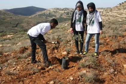الأغوار الشمالية.. غرس أشجار في أراض مهددة بالمصادرة 