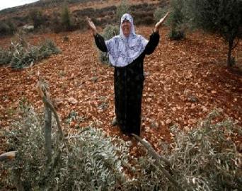 مستوطنون يتلفون اشجار الزيتون جنوب غرب بيت لحم 