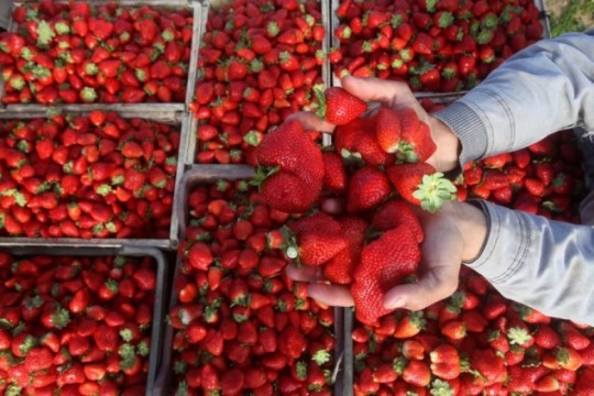 ارتفاع أسعار الفراولة المصدرة إلى أسواق الضفة