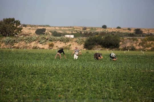 إحالة موظفي الزراعة للتقاعد يهدد بارتفاع ظاهرة انعدام الأمن الغذائي بغزة