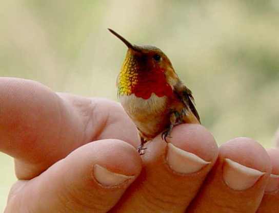 الطائر الرنان .. أصغر طيور العالم  