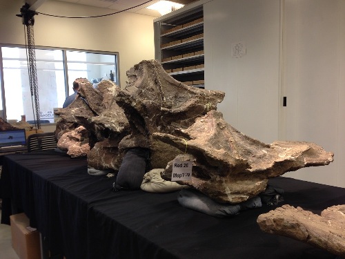 اكتشاف ديناصور جديد يزن 65 طناً