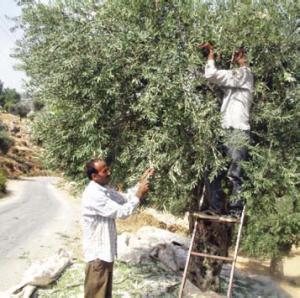 دورة تدريبية للمهندسين الزراعيين حول معاصر الزيتون برام الله 