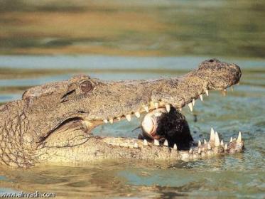 التهمه التمساح أمام زوجته