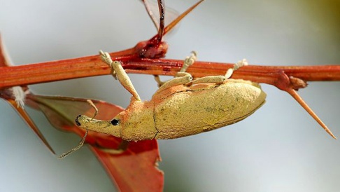 نبات يتنكر هرباً من الحيوانات العاشبة