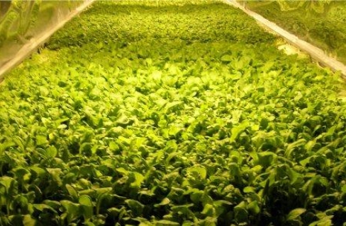 روسيا تزرع البازلاء والقمح في الفضاء 