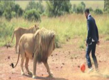 بالفيديو.. رجل يلعب كرة القدم مع الأسود   