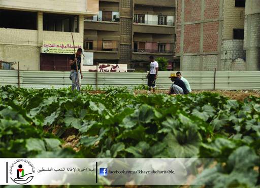الهيئة الخيرية تستصلح الأراضي في مخيم اليرموك بغية زراعتها