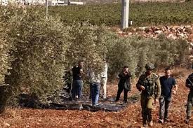 اعتداءات المستوطنين على قاطفي الزيتون.jpeg