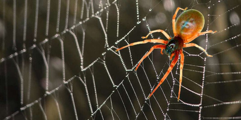 7-amazing-facts-about-spider.jpg